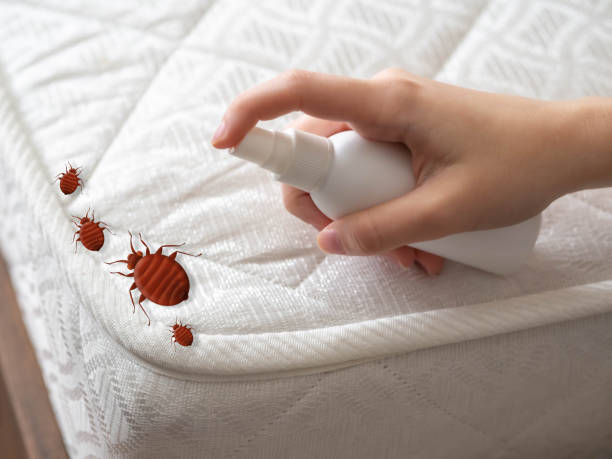 Best Termite Control Services  in Youngsville, PA