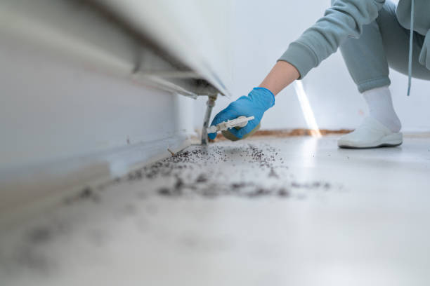 Best Spider Control Near Me  in Youngsville, PA